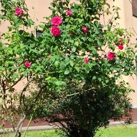 King's House Проживание в семье